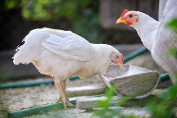 Hen feeding on traditional rural barnyard. Domestic chicken standing on yard lawn with green grass. Free range poultry farming concept