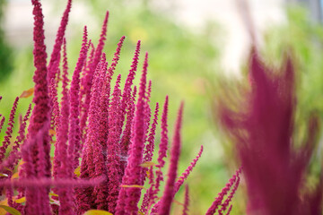 Indian red amaranth plant growing in summer garden. Leaf vegetable, cereal and ornamental plant, source of proteins and amino acids