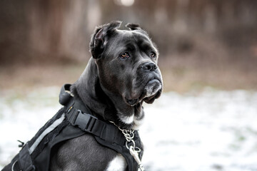 portrait of black dog