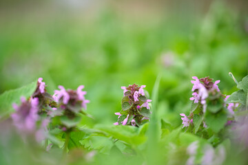 Small wild flowers blooming on summer meadow in green sunny garden