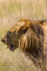 Male Lion, Pilanesberg National Park