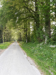 Chemin du bocage bordé d'arbres au printemps