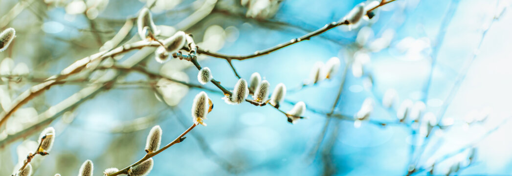 Spring branches of pussy willow on colorful blurred background. Beautiful panoramic scenery