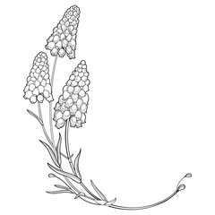 Corner bouquet with outline muscari or grape hyacinth flower and leaves in black isolated on white background.  - obrazy, fototapety, plakaty