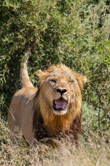 Male Lion, Pilanesberg National Park