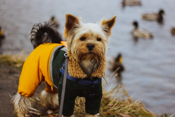 A cute, funny wet Yorkshire Terrier dog in a warm yellow water-repellent jumpsuit walks in nature...