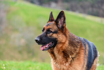 close-up of the head of a german shepherd dog in half profile, standing in the field, ears pricked, mouth half open, looking attentive and relaxed.