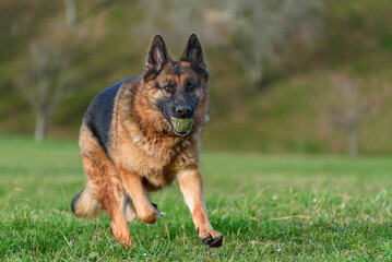 german shepherd dog running facing the camera in the middle of a field, a meadow, on the grass looking straight ahead and with a ball in his mouth.