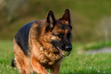 close-up of a german shepherd dog slowing down his sideways run to the camera in the middle of a country road, in front of a rustic fence of wooden posts and barbed wire, on the edge of a road looking