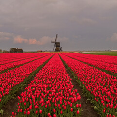 red tulip field
