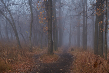 Morning fog in the autumn forest and dirt path