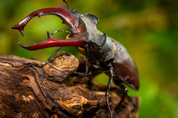 Male of the stag beetle, Lucanus cervus, sitting on oak tree. A rare and endangered beetle species...