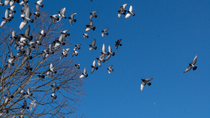 birds in flight