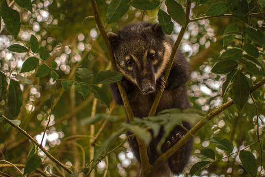 Coat&iacute; (nasua nasua) in the jungle rain forest looking at the camera also called  nasua, misha, pizote, cusumbo.
