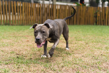 Pit bull dog playing in the park. Green grass, dirt floor and wooden stakes all around. Selective focus