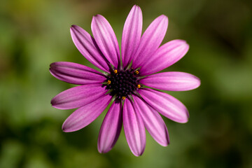 Perfect centered shot of Osteospermun ecklonis, Daisy, margarita, flower, violet. Buenos Aires, Argentina
