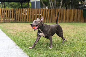 Pit bull dog playing in the park. Green grass, dirt floor and wooden stakes all around. Selective focus