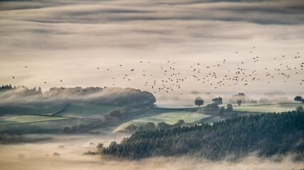 Paysage matinal photographi&eacute; du Mont Beuvray pendant le passage d'une nu&eacute;e de pigeons ramiers, Morvan, Bourgogne, France