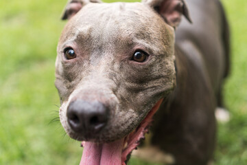 Pit bull dog playing in the park. Green grass, dirt floor and wooden stakes all around. Selective...