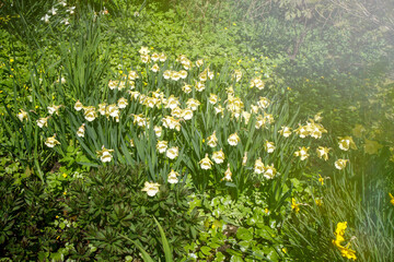 White daffodils with a yellow core in a flowerbed near an artificial reservoir in a park. Landscape design