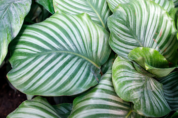 Calathea orbifolia is a species of prayer plant. Native to Bolivia, it is commonly kept as a houseplant in temperate zones for its ornamental leaves.
