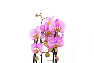Beautiful pink orchid  -  phalaenopsis