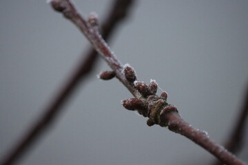Premier bourgeons sur une branche givrée en février