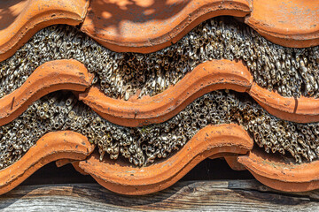 Insektenhotel für Bienen