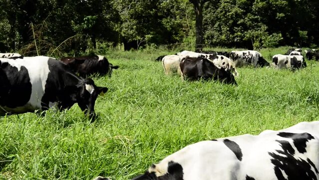 Video of brown holstein friesian cow close with farm life in Latin America, showcasing cattle care, feeding, and mechanized milking with machines