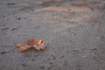 Maple Leaf. A maple leaf fell from the tree to the ground. Background, texture, design, autumn morning sunrise light