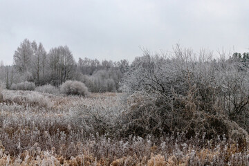 freezing winter morning, meadow grass and reeds covered with frost	