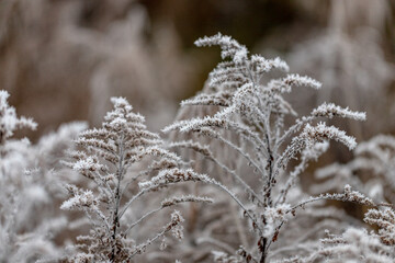 Close up of dry faded frost covered flowers of Goldenrod or Solidago canadensis with fluffy seeds on beige bokeh background