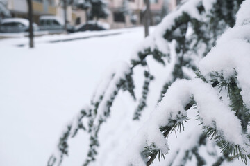 Spruce Tree with snow on its branches in the foreground