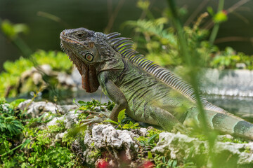 Fototapeta premium Green iguana