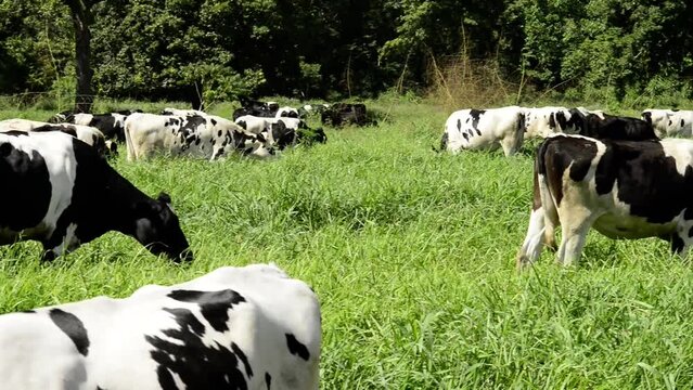 Video of brown holstein friesian cow close with farm life in Latin America, showcasing cattle care, feeding, and mechanized milking with machines