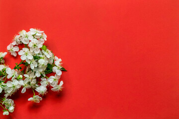 Obraz na płótnie Canvas Cherry blossoms on a red background. Valentine's Day Greeting Card
