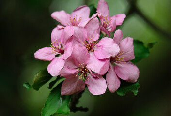 Decorative apple flowers