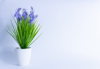 flower in a white pot on a white background. space for inscription