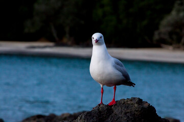 New Zealand - Matapouri - Whale beach