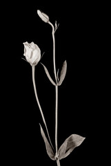 Lisianthus flower buds