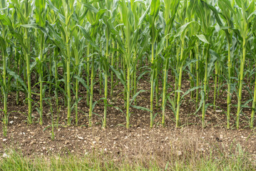 Fototapeta na wymiar stalks of maize plants in a stony field