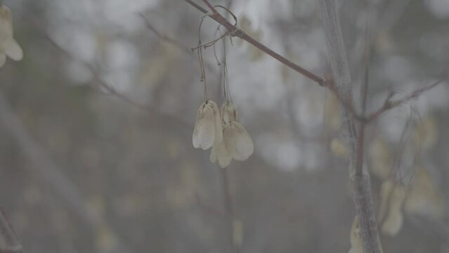 Pan around tree seeds with shallow depth of field - S-Log 3