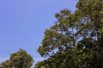 Fototapeta premium trees and sky