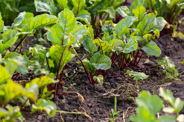 Organic beetroot plants outdoor farmland