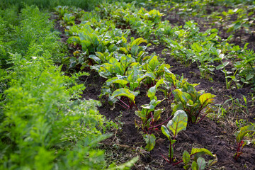 Organic beetroot and carrot plants outdoor farmland