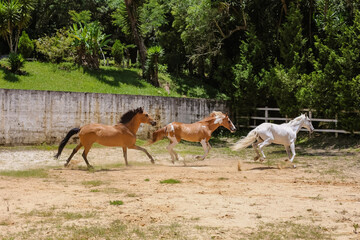 three horses on the ranch