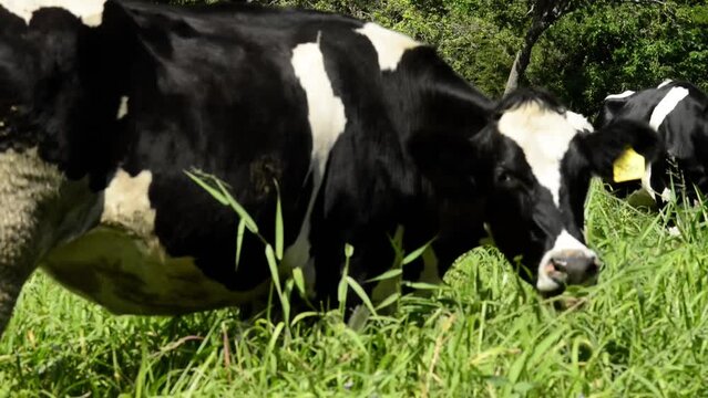 Video of brown holstein friesian cow feeding freely in the wild pastures