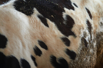 Close up photo of holstein friesian fur hide