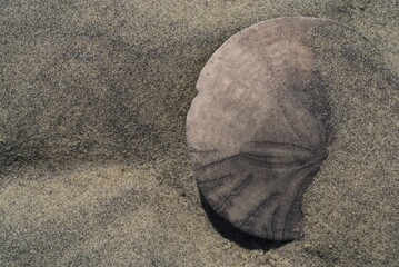 Close up of a sand dollar partially covered by beach sand
