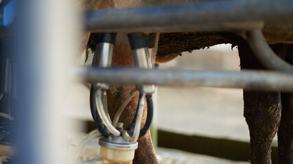 holstein friesian cow cattle automated milking system close up